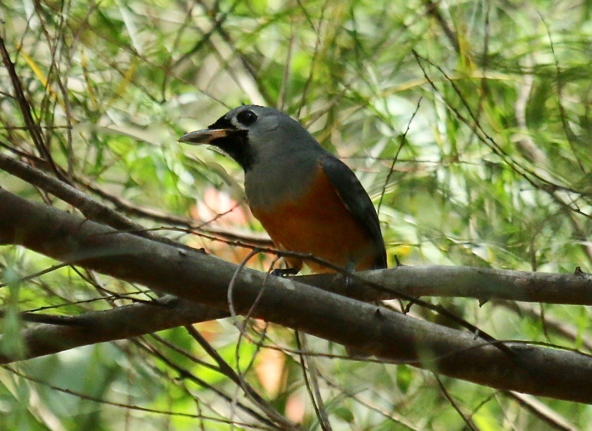 Black-faced Monarch - ML182888901