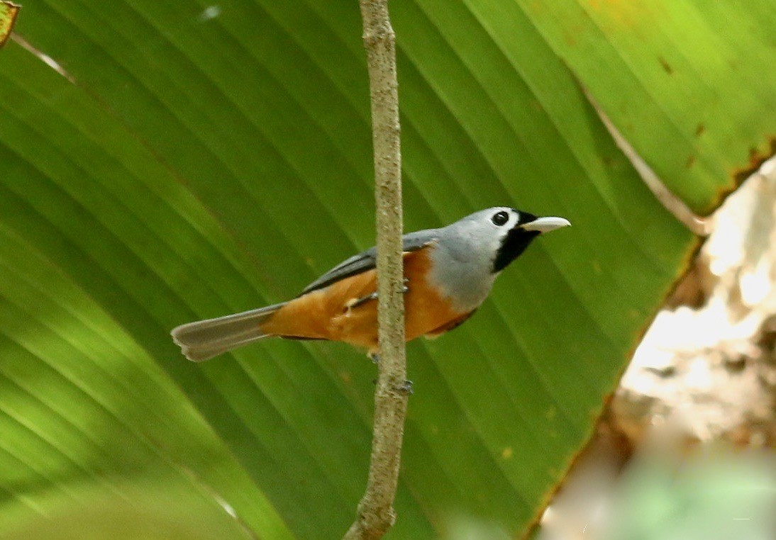 Black-faced Monarch - ML182888951