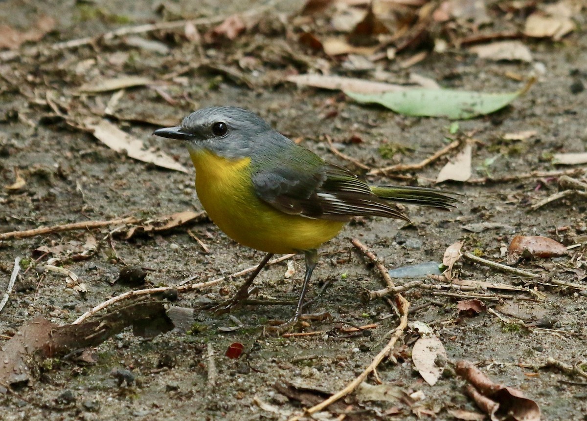 Eastern Yellow Robin - Katherine Clark