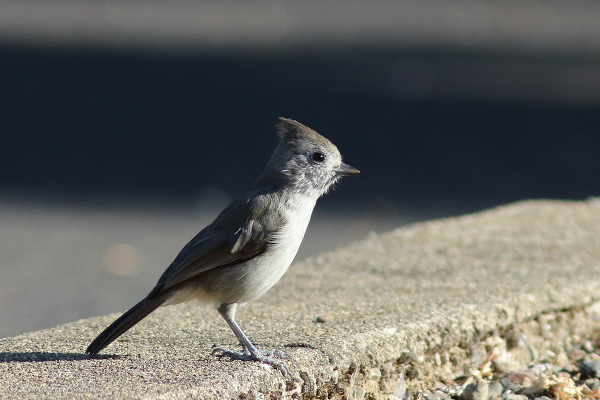 Oak Titmouse - Linda Chittum