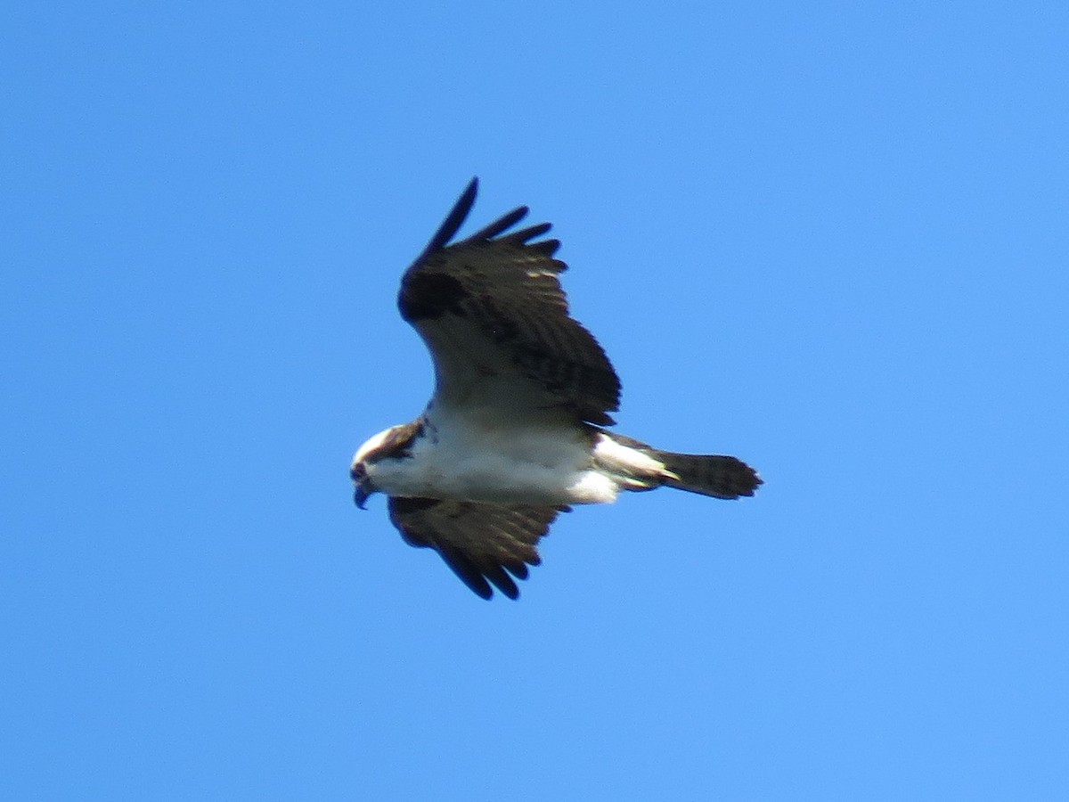 Osprey - ML182889771