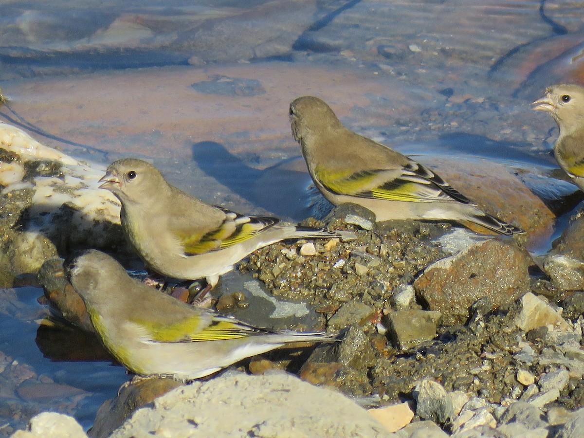 Lawrence's Goldfinch - ML182889891