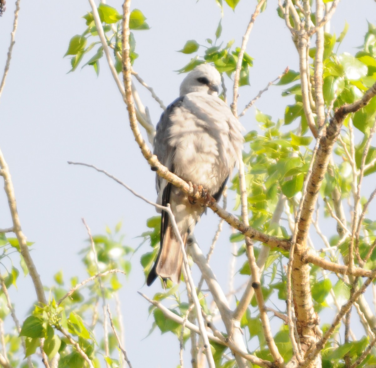 Mississippi Kite - ML182890291