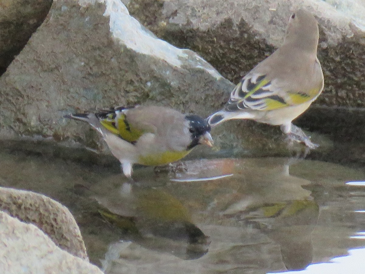 Lawrence's Goldfinch - ML182891011