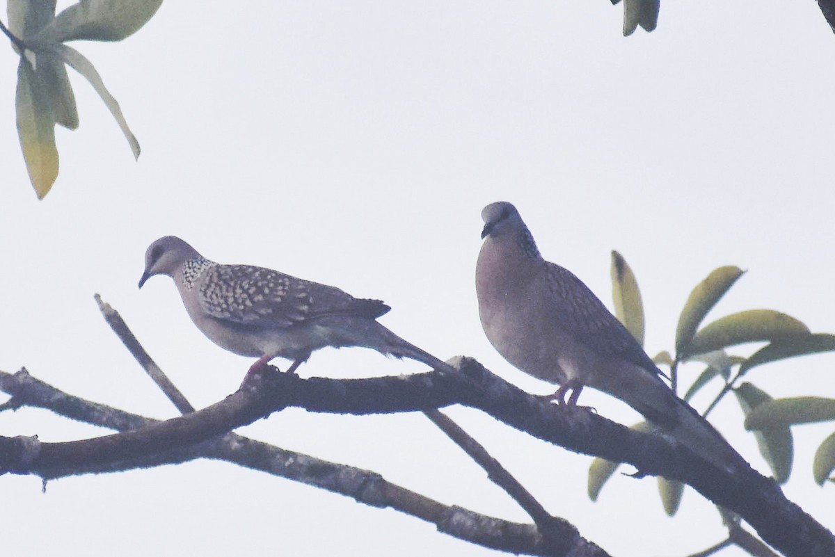 Spotted Dove - ML182891711