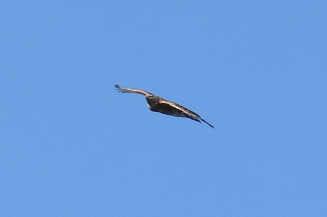 American Goshawk - ML182891891