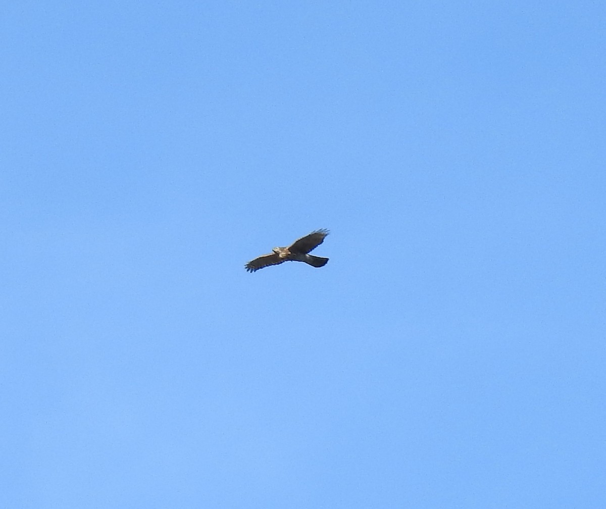 American Goshawk - ML182891951