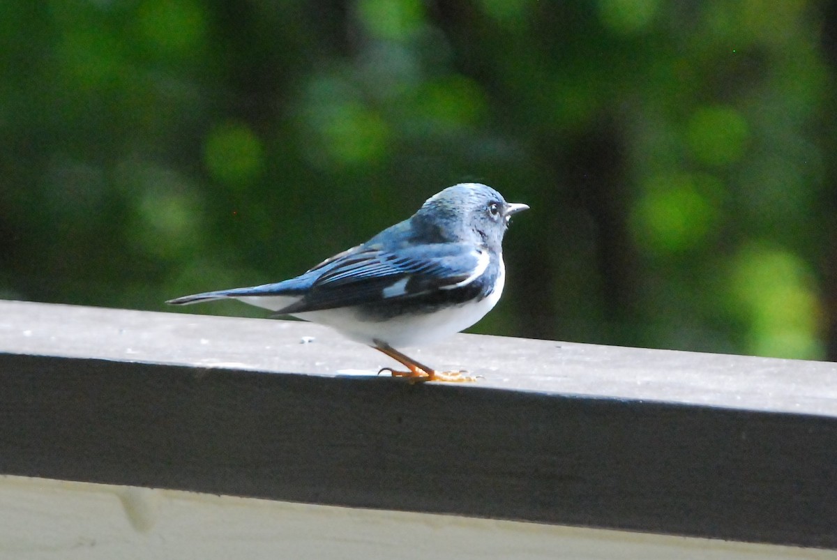 Black-throated Blue Warbler - ML182891981