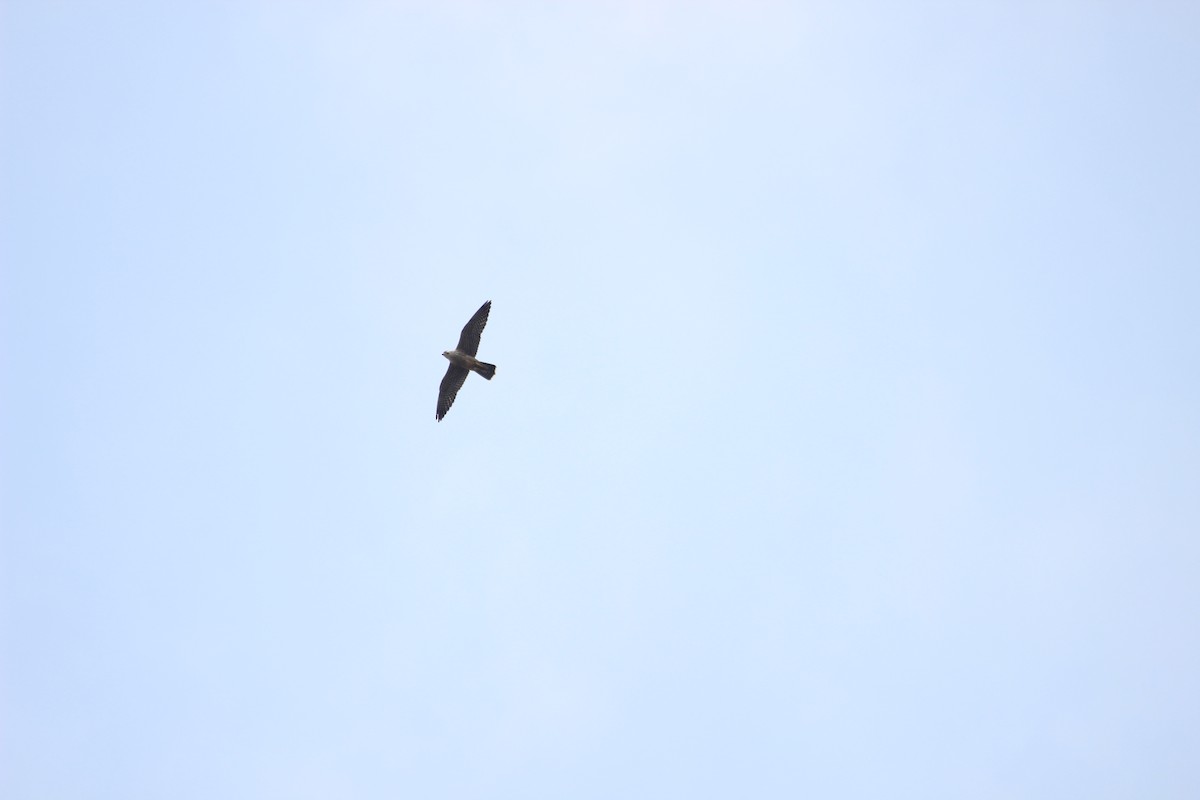 Eurasian Hobby - ML182892481