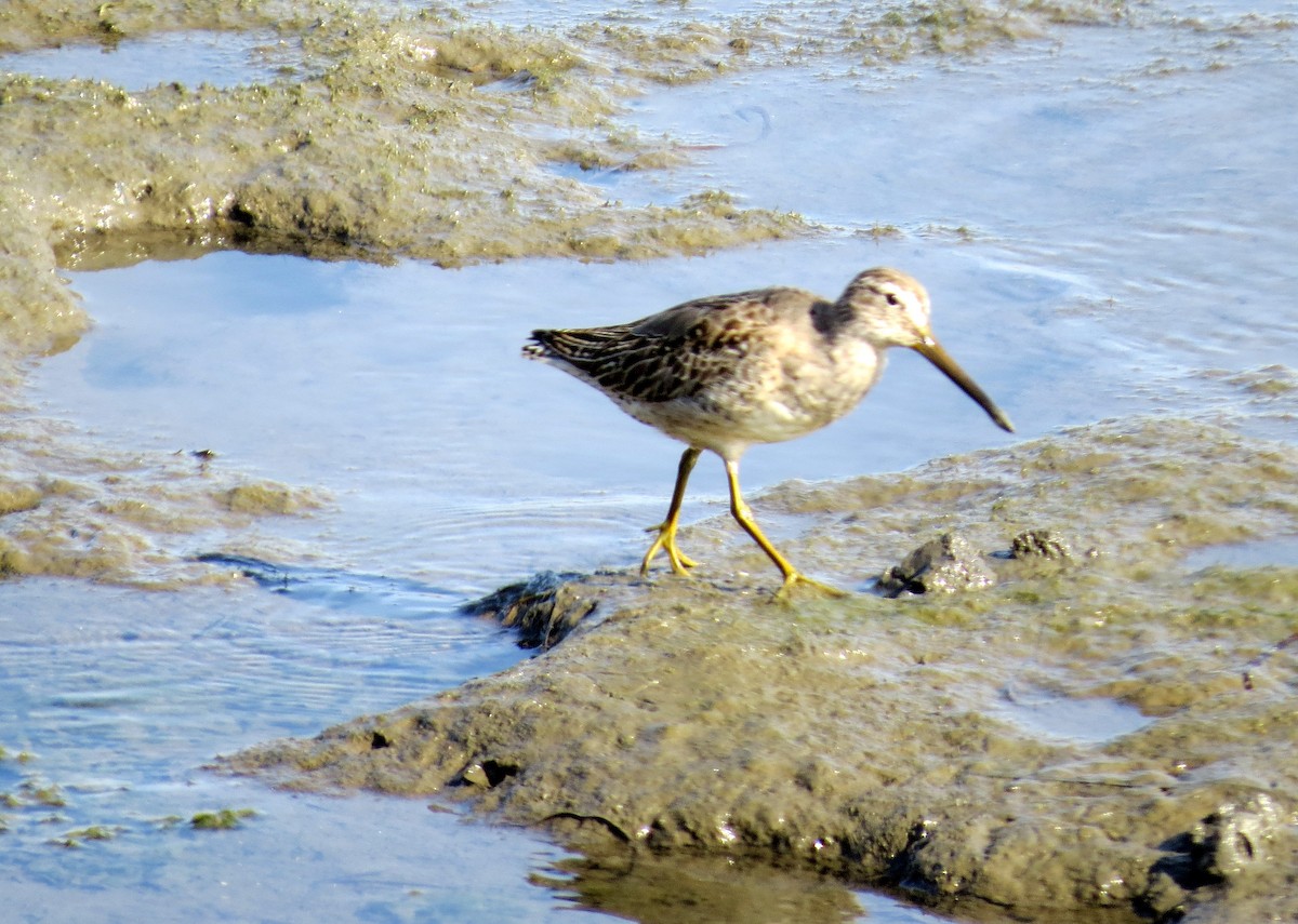 Long-billed Dowitcher - ML182894291