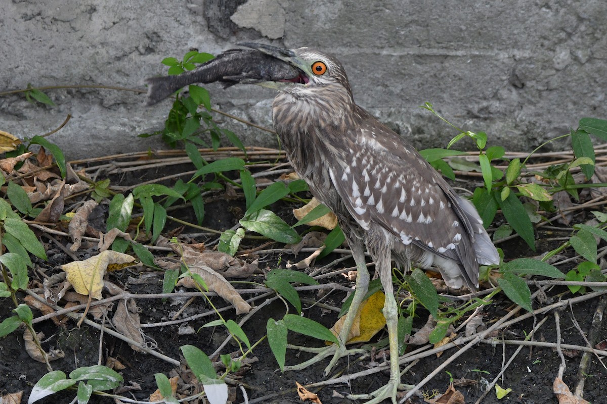 Black-crowned Night Heron - ML182894571