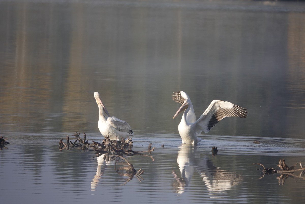 American White Pelican - Kyle Brock