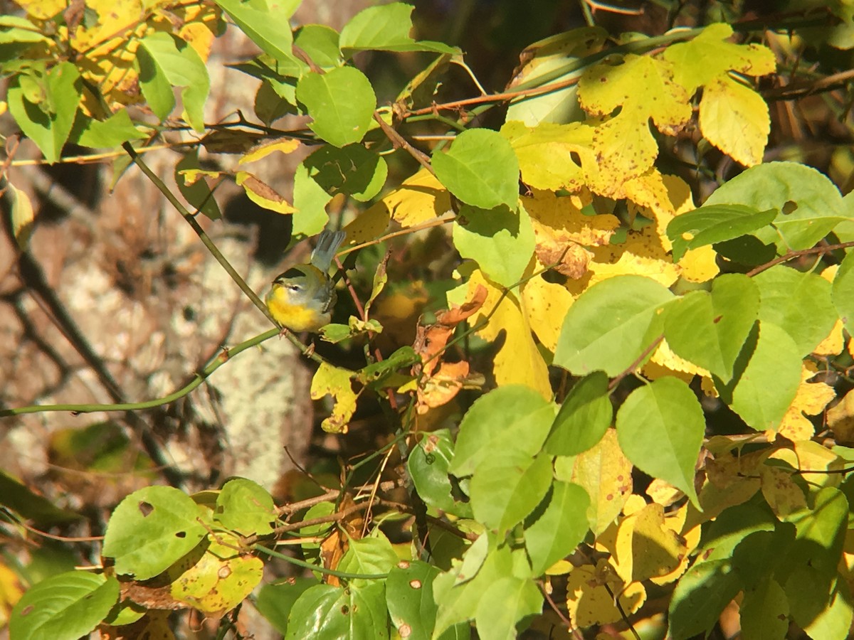 Northern Parula - ML182895091