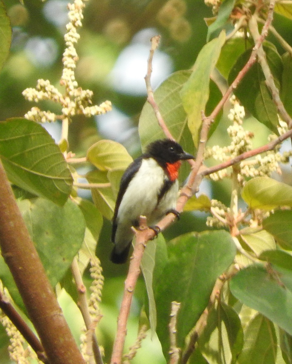 Red-chested Flowerpecker - ML182897271