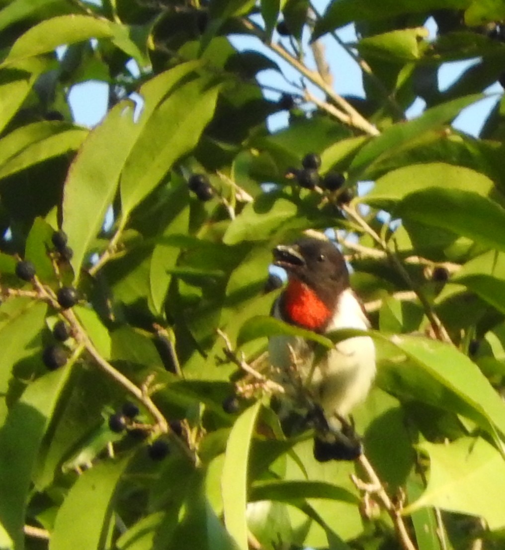 Red-chested Flowerpecker - ML182897321