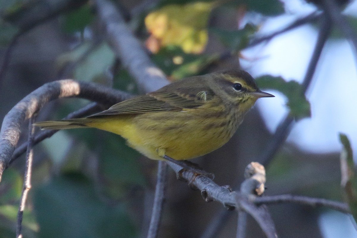 Palm Warbler - ML182898561