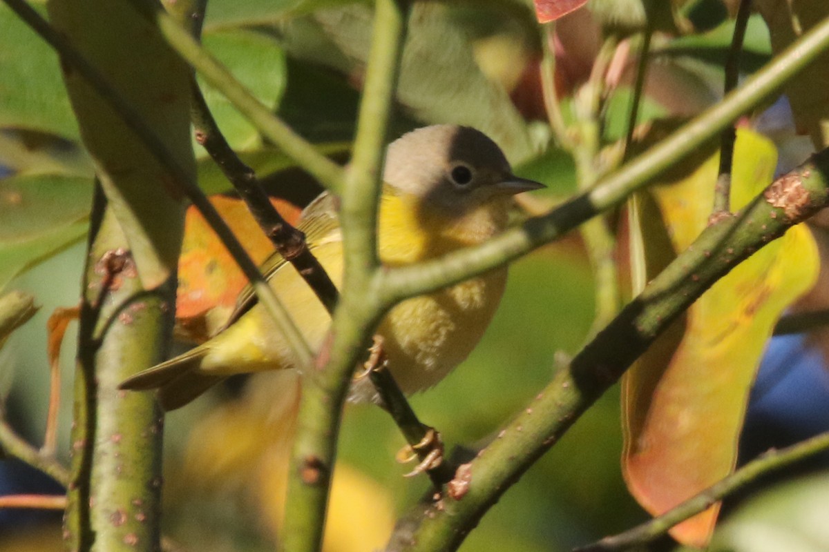 Nashville Warbler - ML182898591