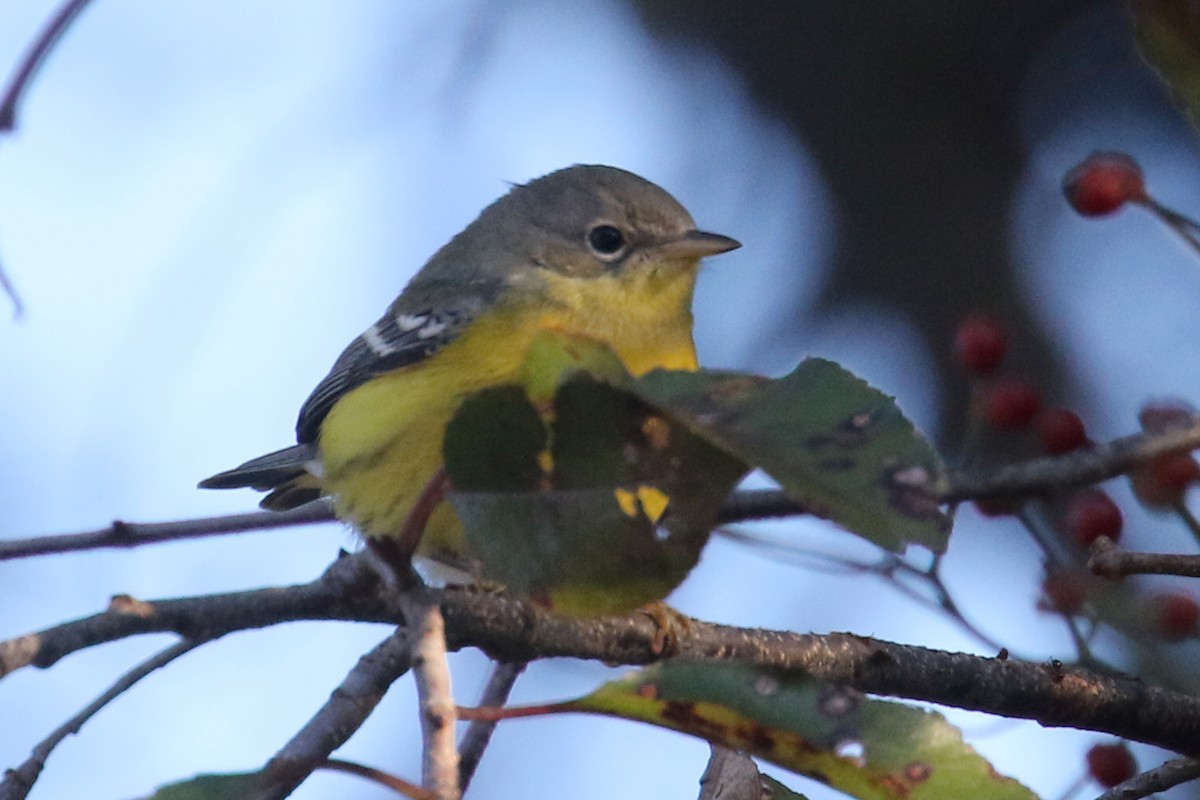Magnolia Warbler - ML182898601