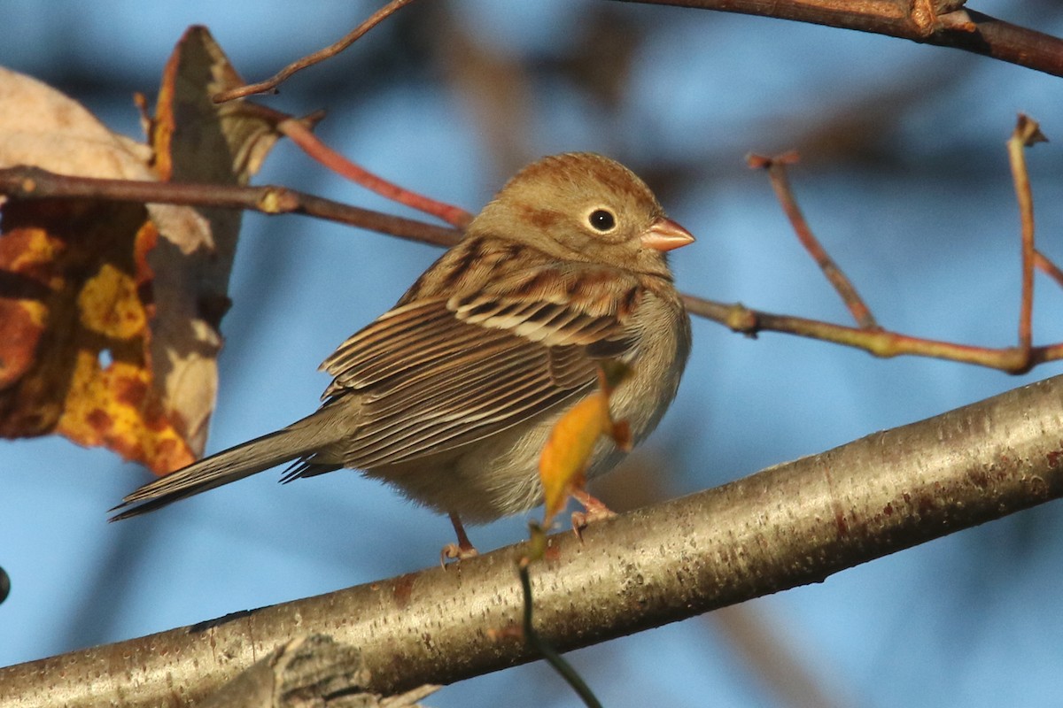 Field Sparrow - ML182898621