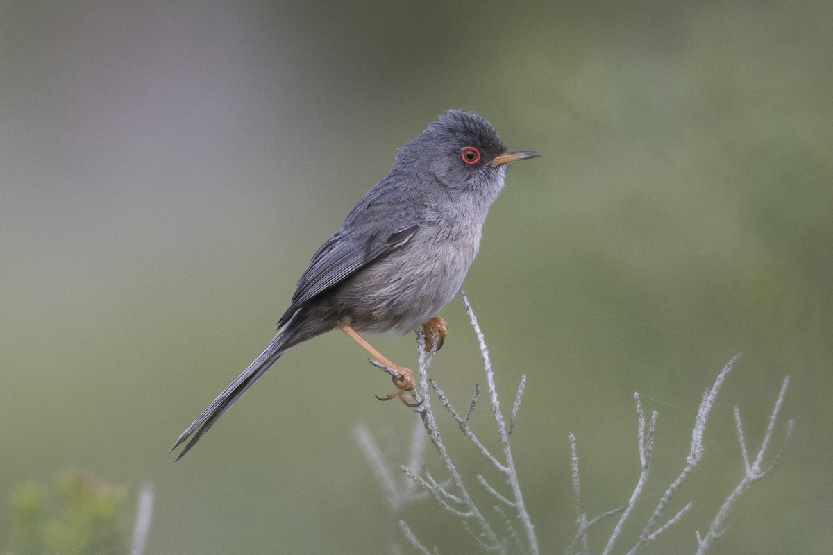 Balearic Warbler - ML182899461