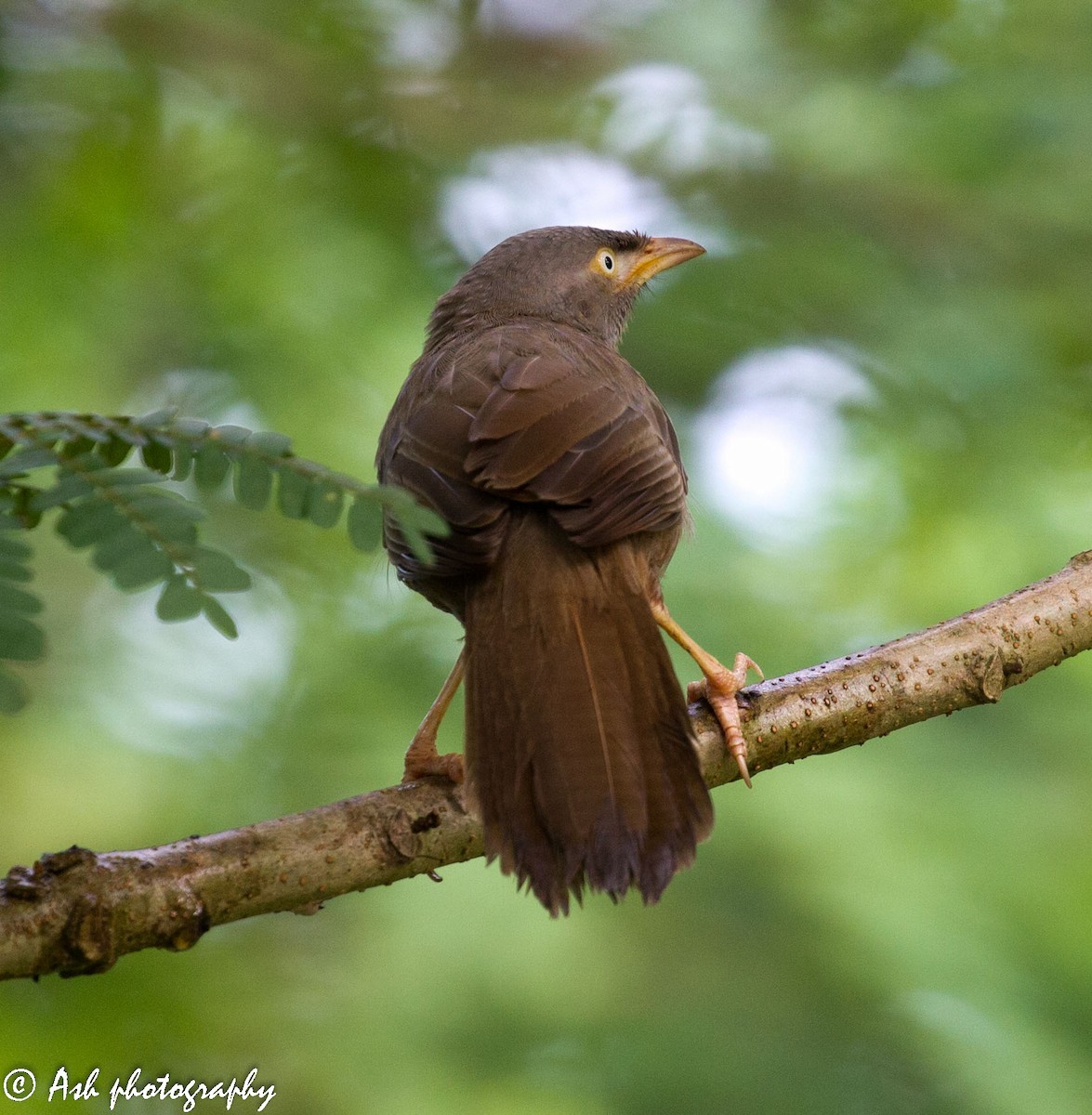 Jungle Babbler - ML182899621