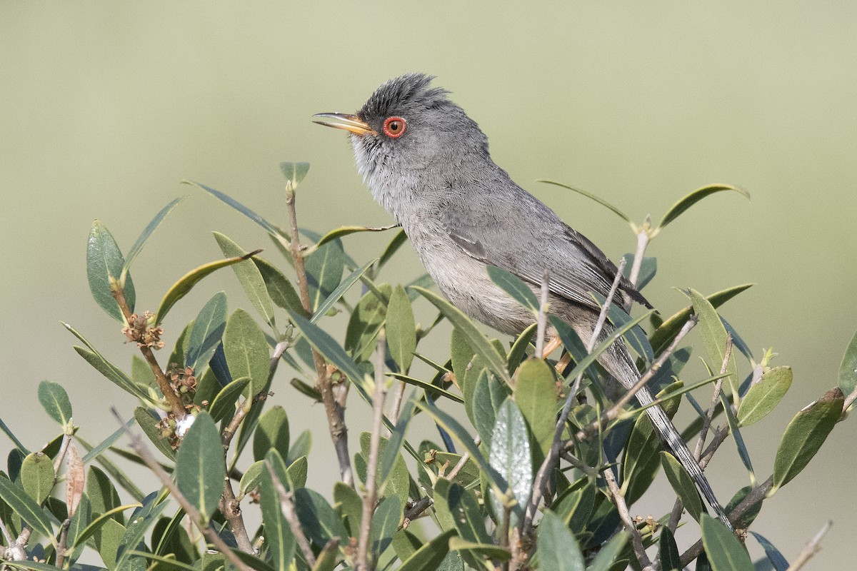 Balearic Warbler - ML182899741