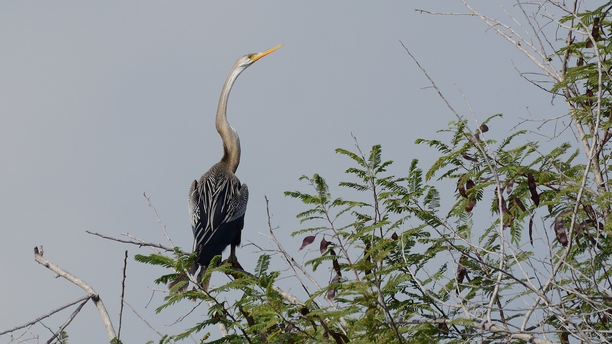 Oriental Darter - ML182899971