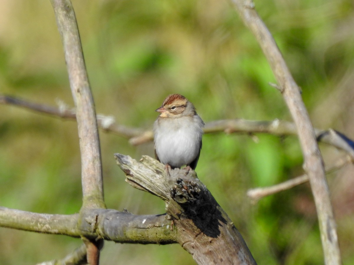 Chipping Sparrow - Reanna Thomas