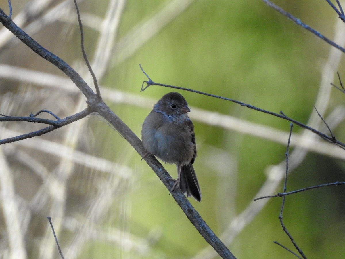 Field Sparrow - ML182900201