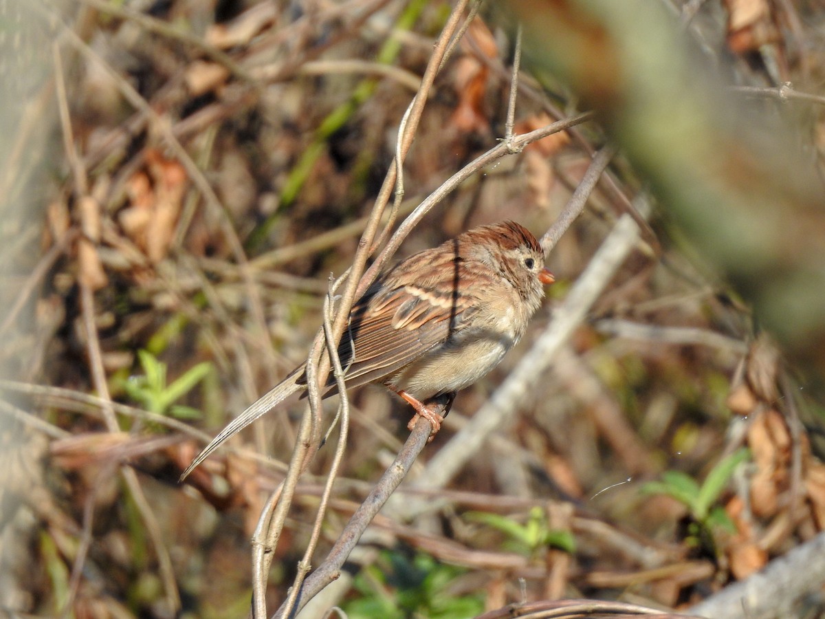 Field Sparrow - ML182901141