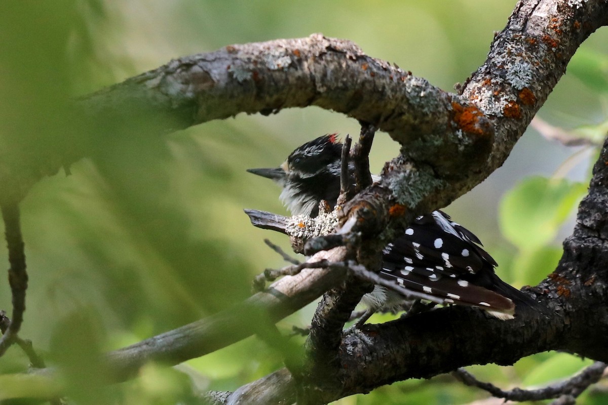 Downy Woodpecker - ML182901241
