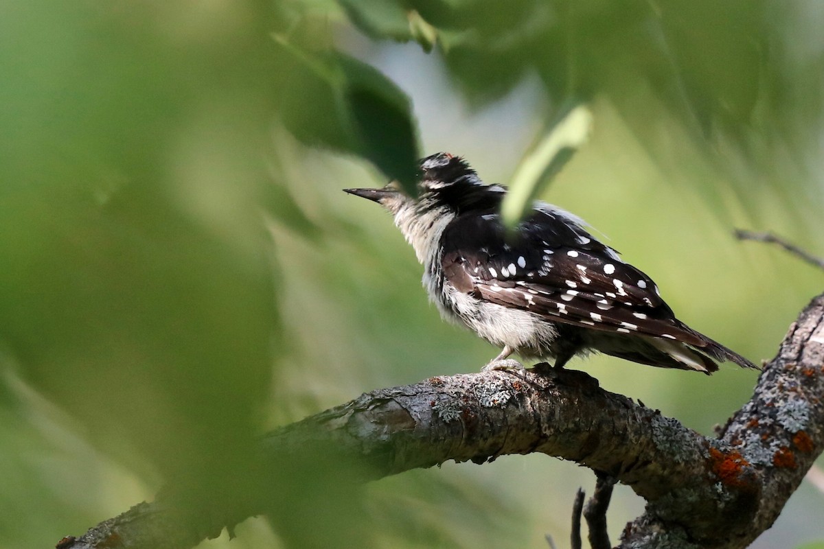 Downy Woodpecker - ML182901261