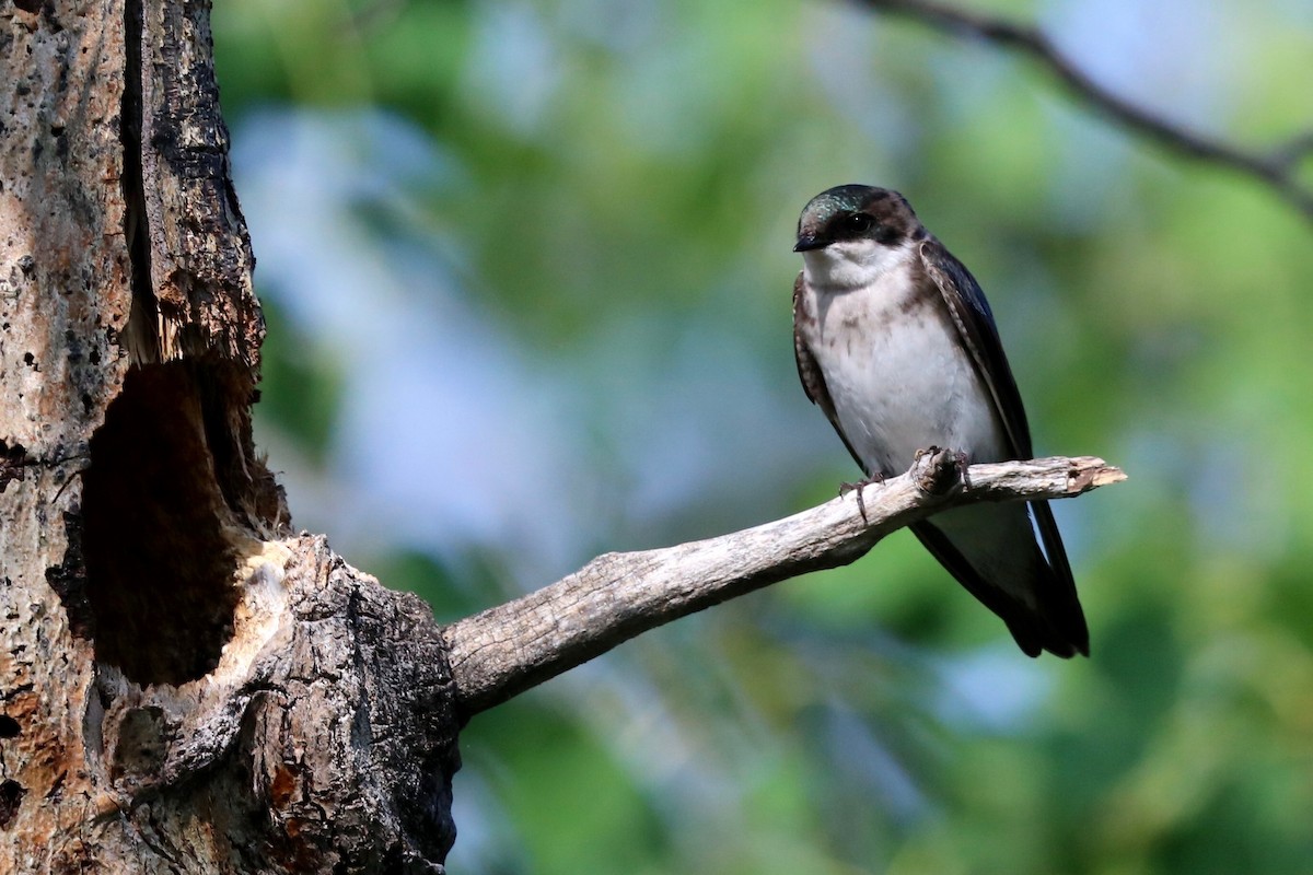 Tree Swallow - ML182901561