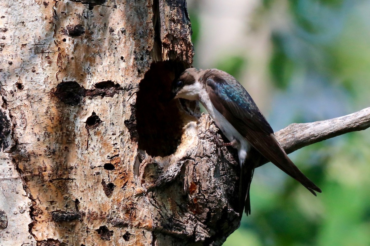 Tree Swallow - ML182901691