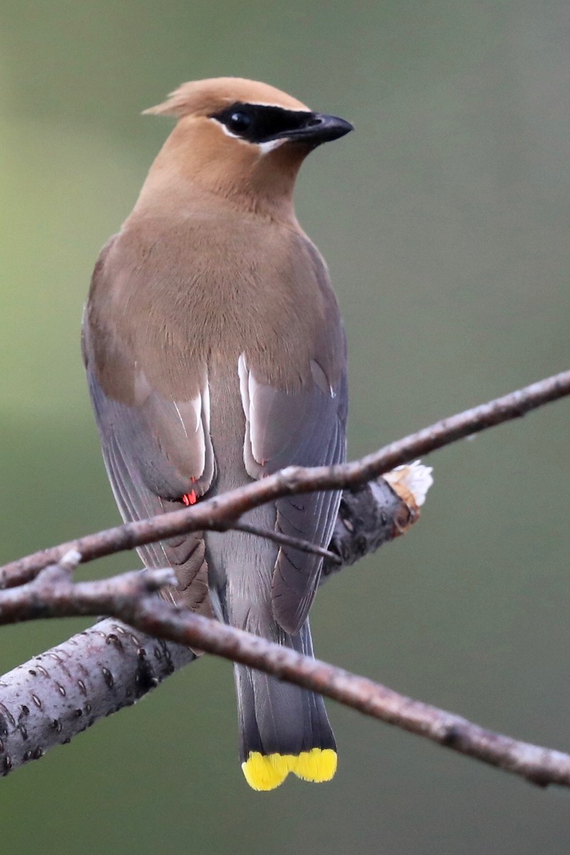 Cedar Waxwing - ML182901701