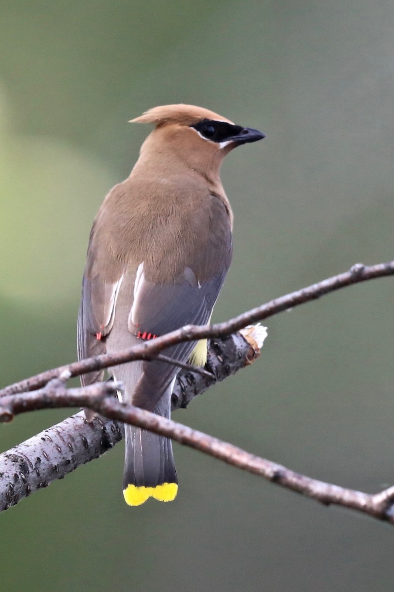 Cedar Waxwing - ML182901741