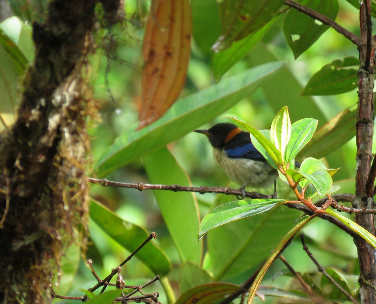 Golden-collared Honeycreeper - ML182902821