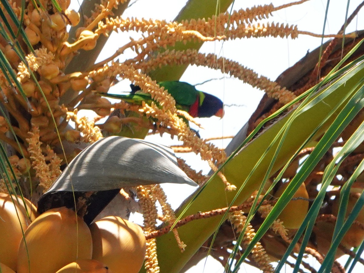 Coconut Lorikeet - ML182904081