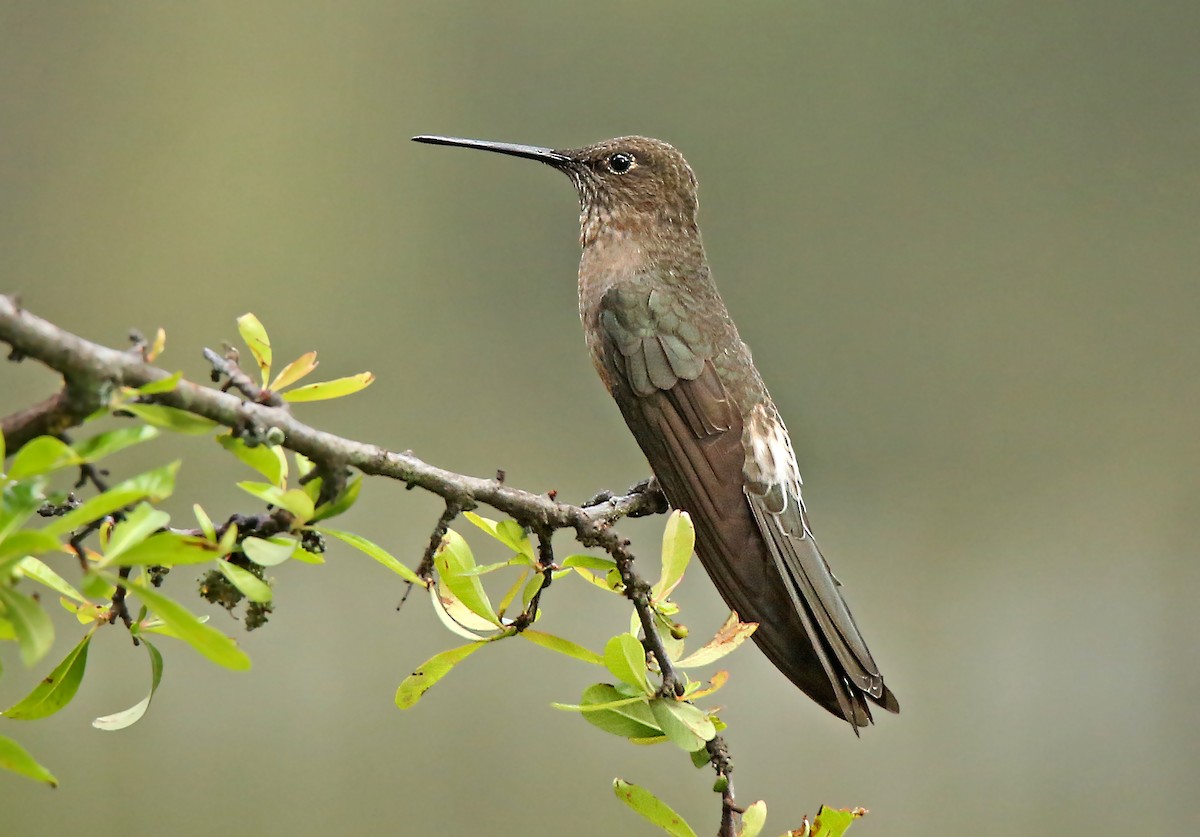 Colibri géant - ML182904431