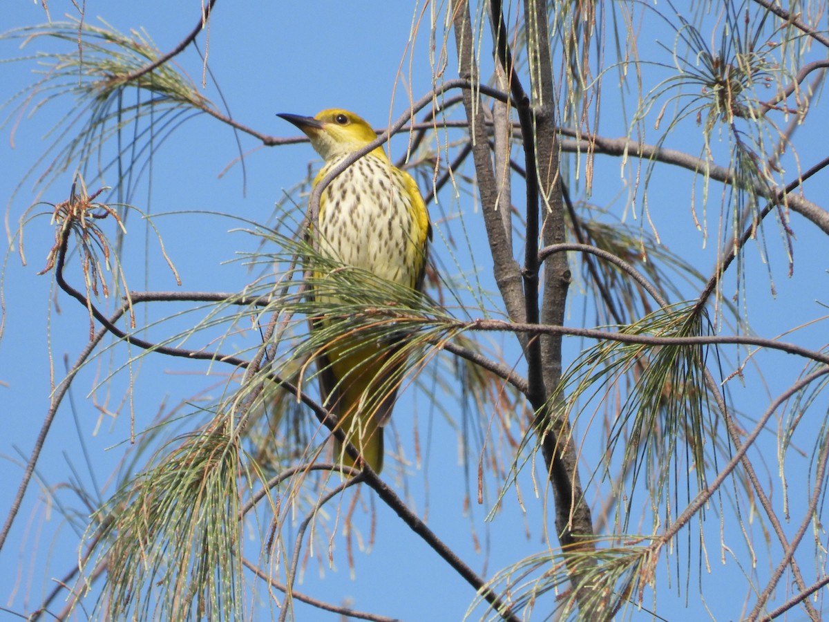 Indian Golden Oriole - ML182905841