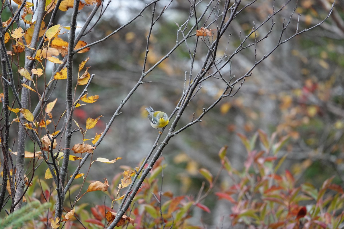 Northern Parula - ML182906071