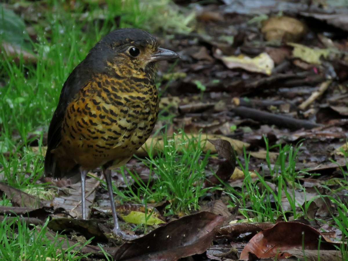 Undulated Antpitta - ML182907901