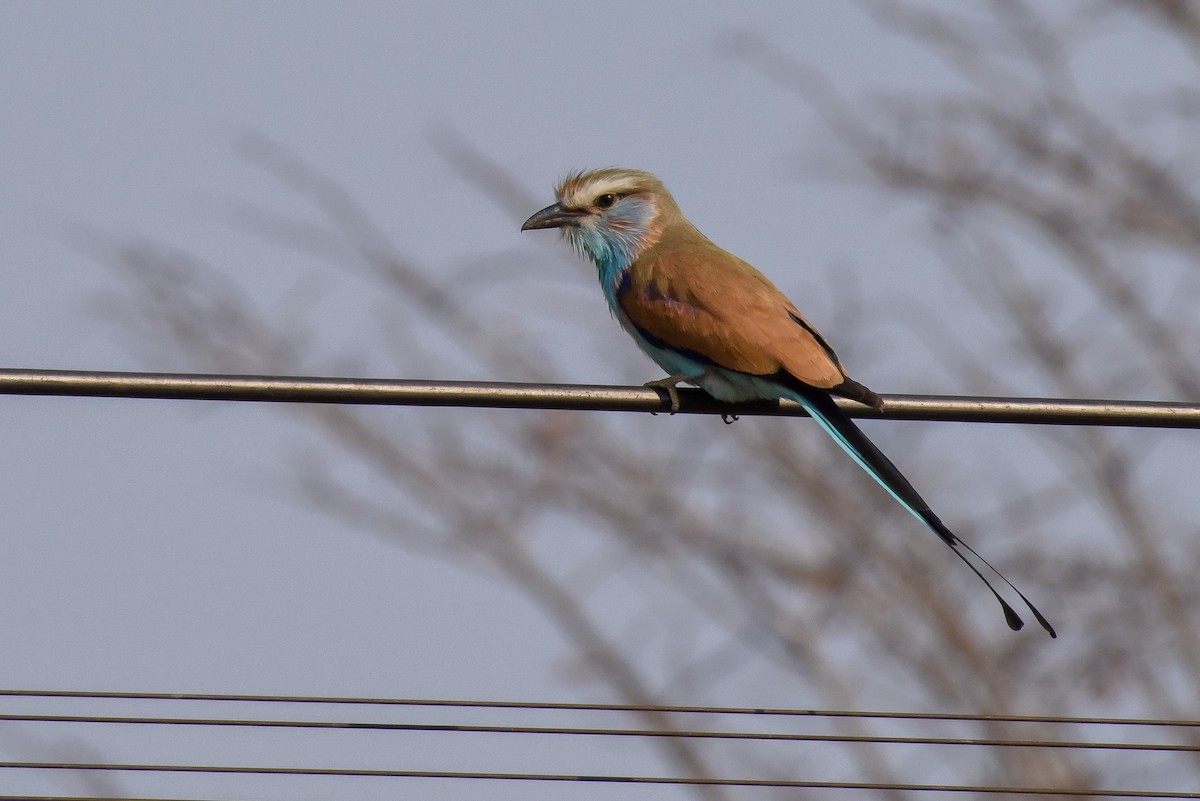 Racket-tailed Roller - Erik Martin