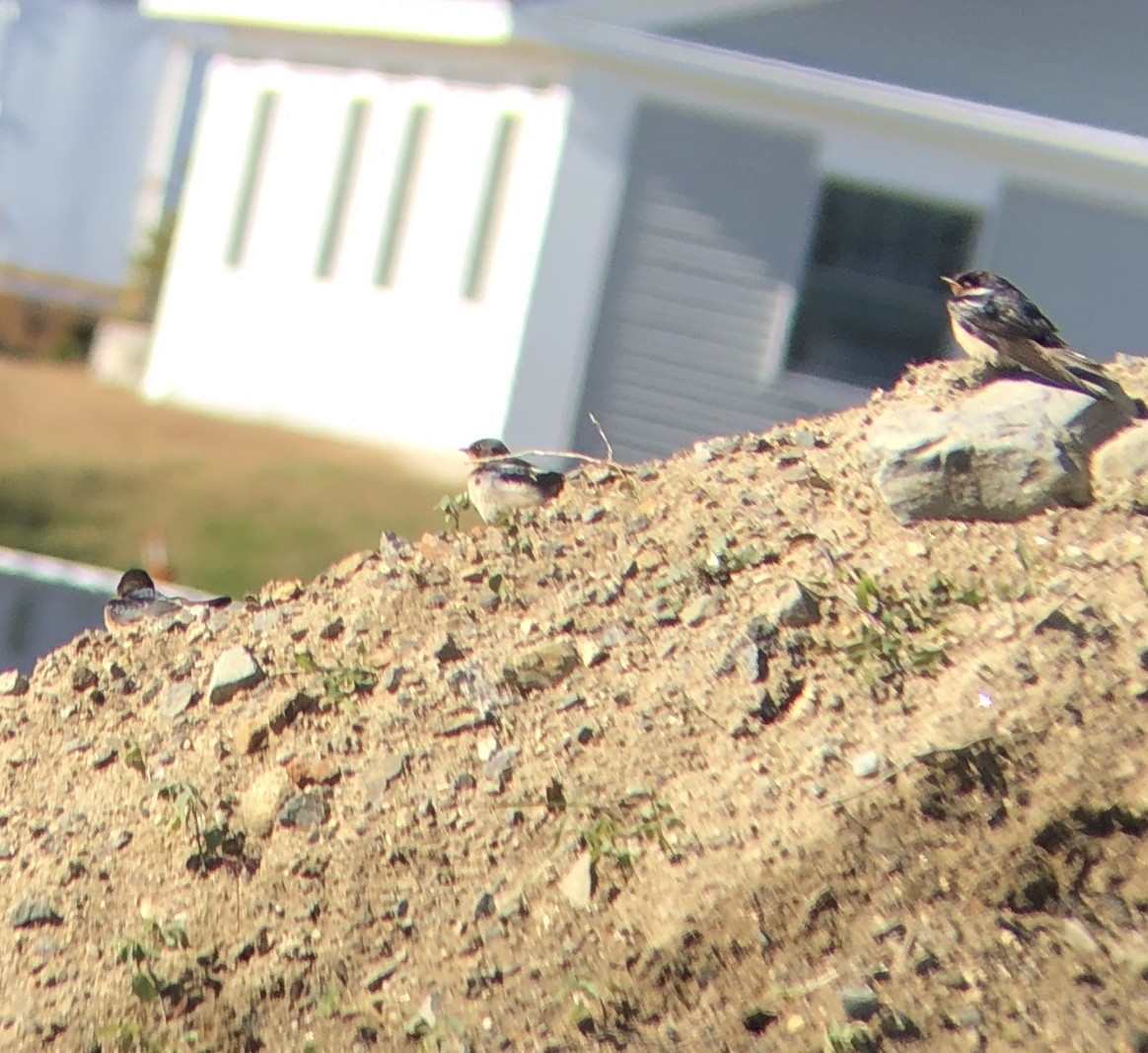 Barn Swallow - ML182912501