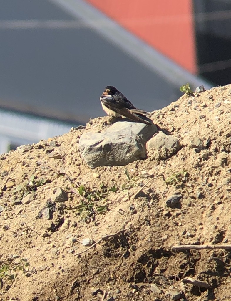 Barn Swallow - ML182912511