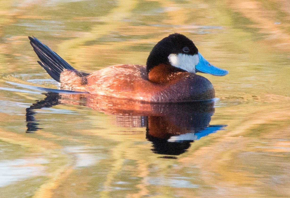 Ruddy Duck - Philip Reimers