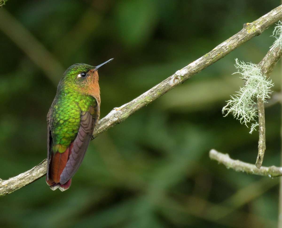 Tyrian Metaltail - Iván Lau