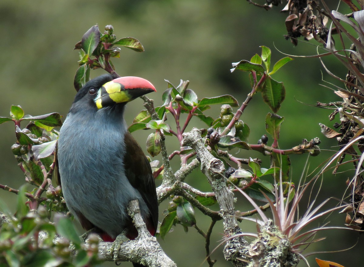 Gray-breasted Mountain-Toucan - ML182914601