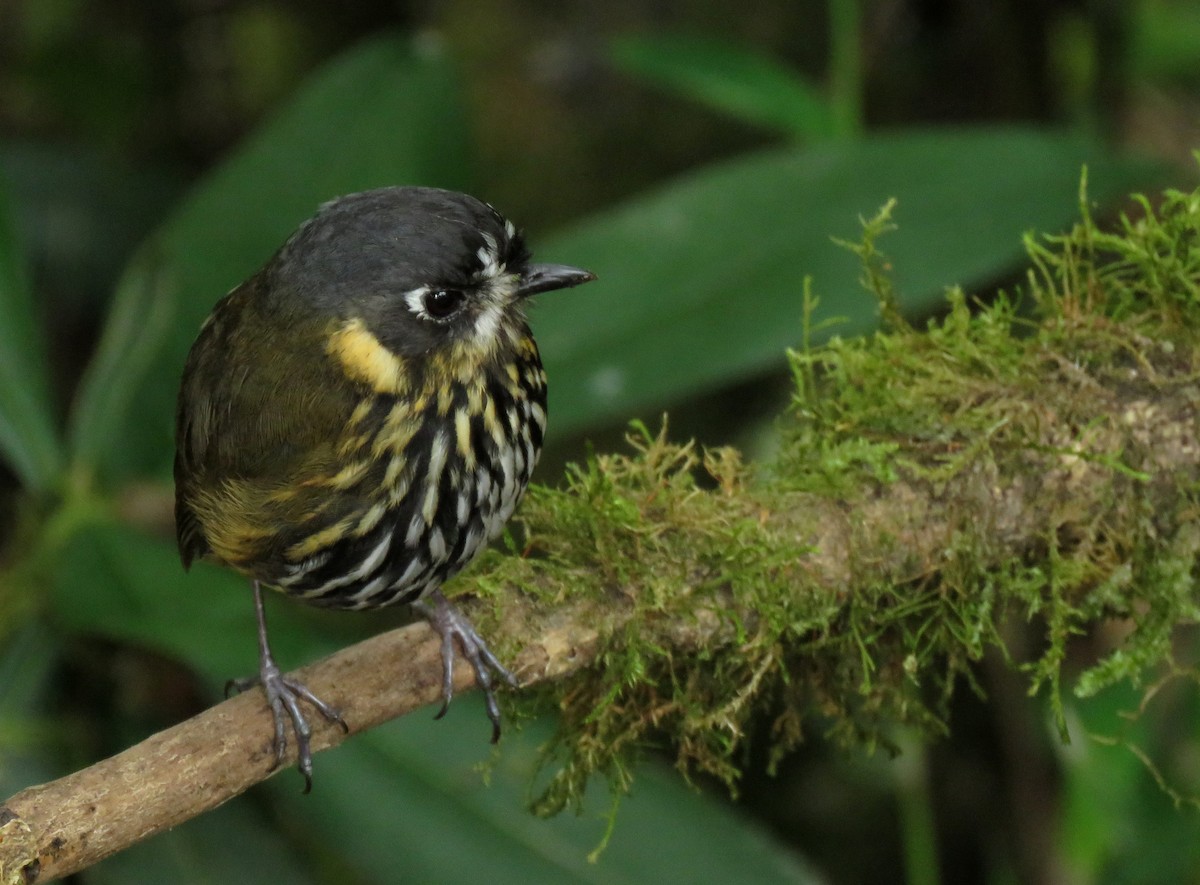 Crescent-faced Antpitta - ML182914641