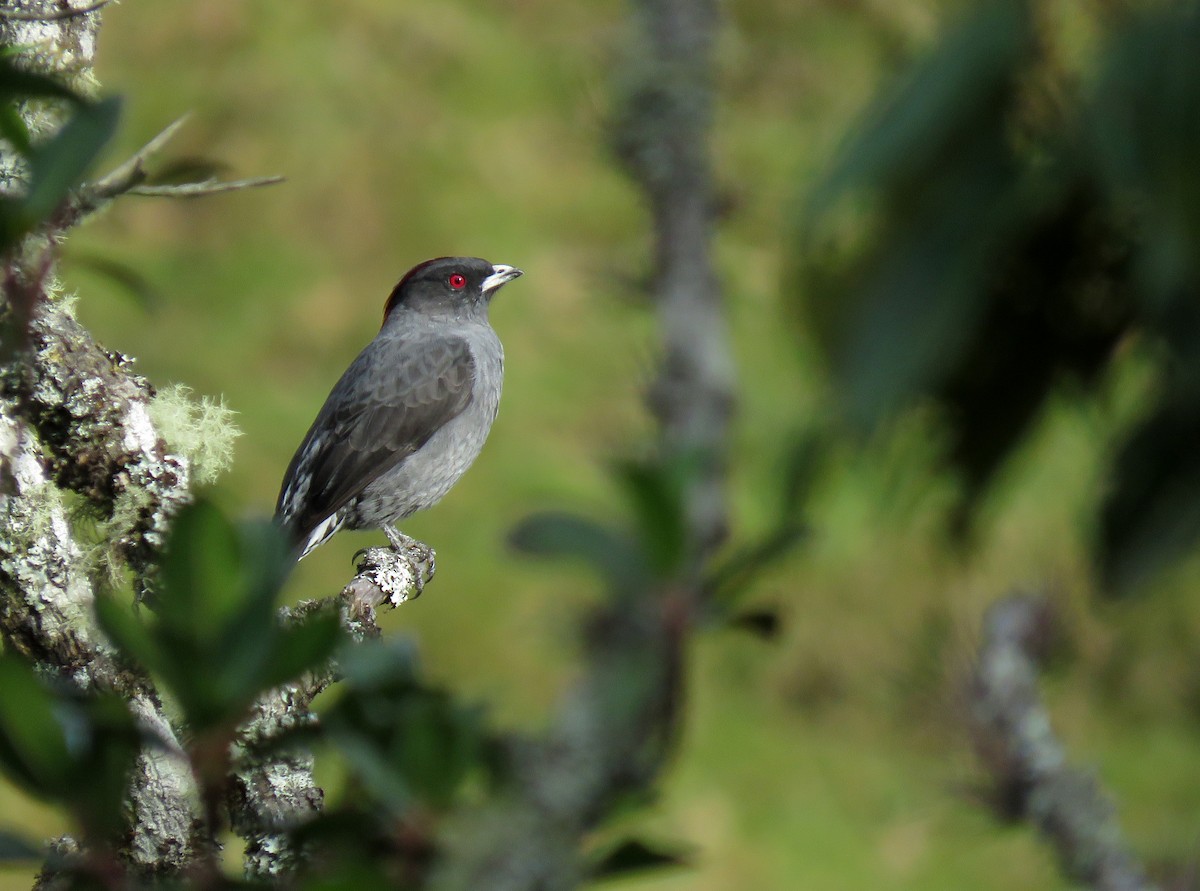 Cotinga Crestirrojo - ML182914681